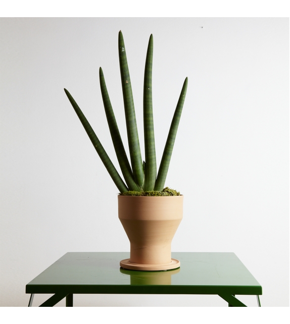 Erba InternoItaliano Jarrón