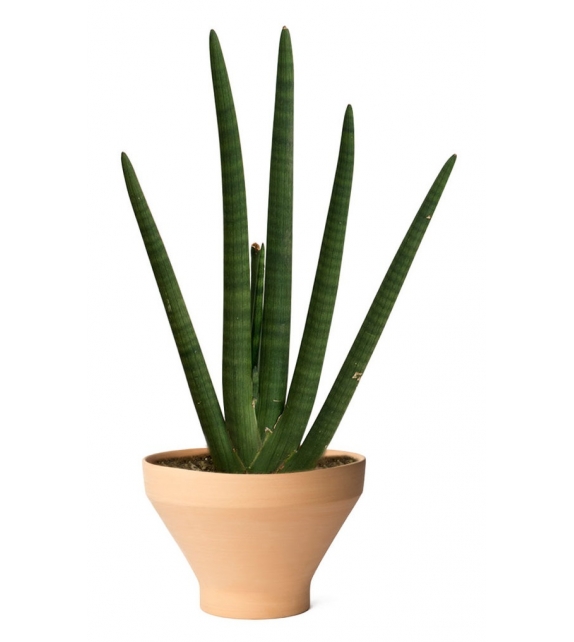 Erba InternoItaliano Vaso