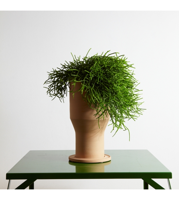 Erba InternoItaliano Vaso