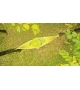 Farniente Paola Lenti Hammock