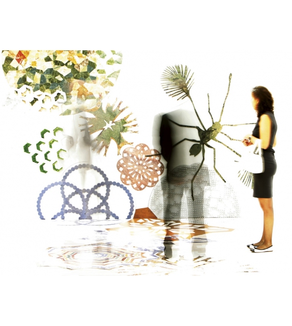 Macrosterias Budri Panneau Décoratif