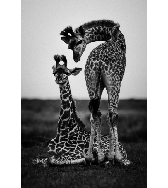 RA-004 Momenti Decorative Panel