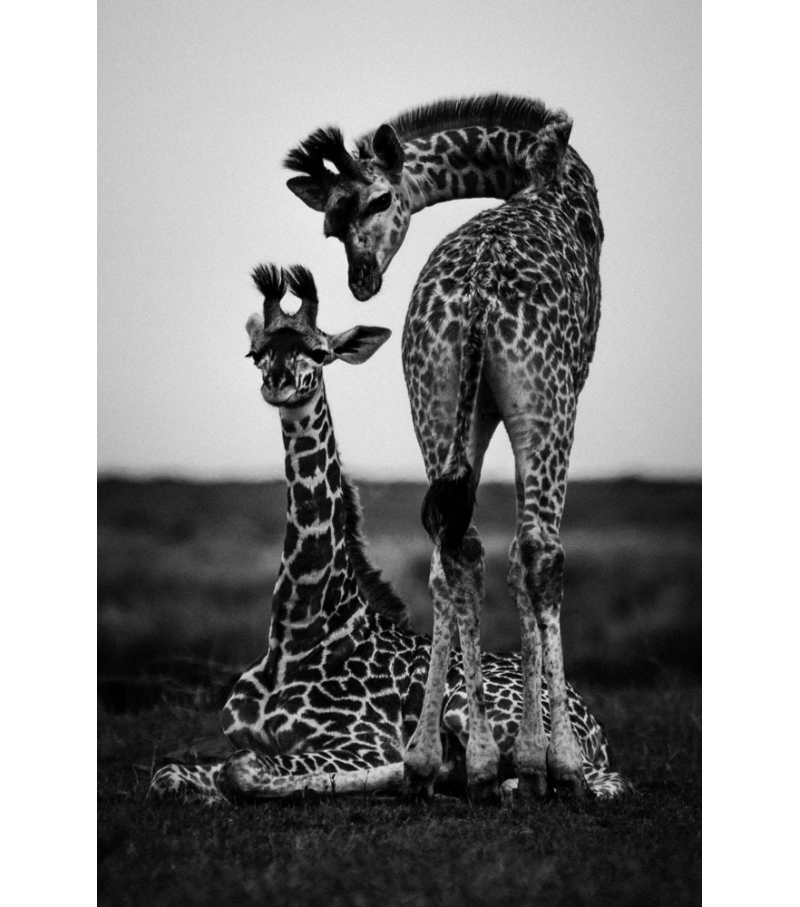 RA-004 Momenti Decorative Panel