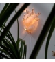 Heart Seletti Wall Lamp
