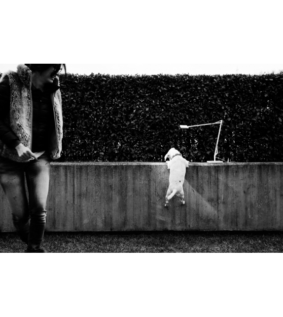 Kelvin Edge Flos Lámpara de Mesa