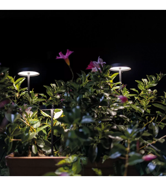 Prêt pour l'expédition - Pistillo Linea Light Pôle