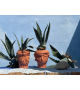 Magna Grecia Man Seletti Vase