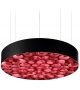 Spiro LZF Pendant Lamp