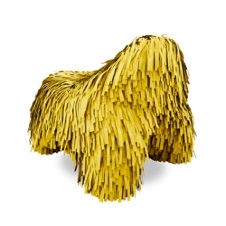 Puppy_ Amarillo