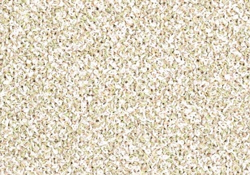 Moss_ MS011
