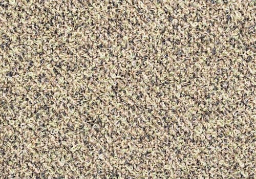 Moss_ MS013