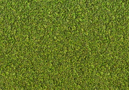 Moss_ MS125