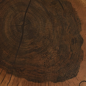 Mdf contrachapeado con sección de tronco de nogal